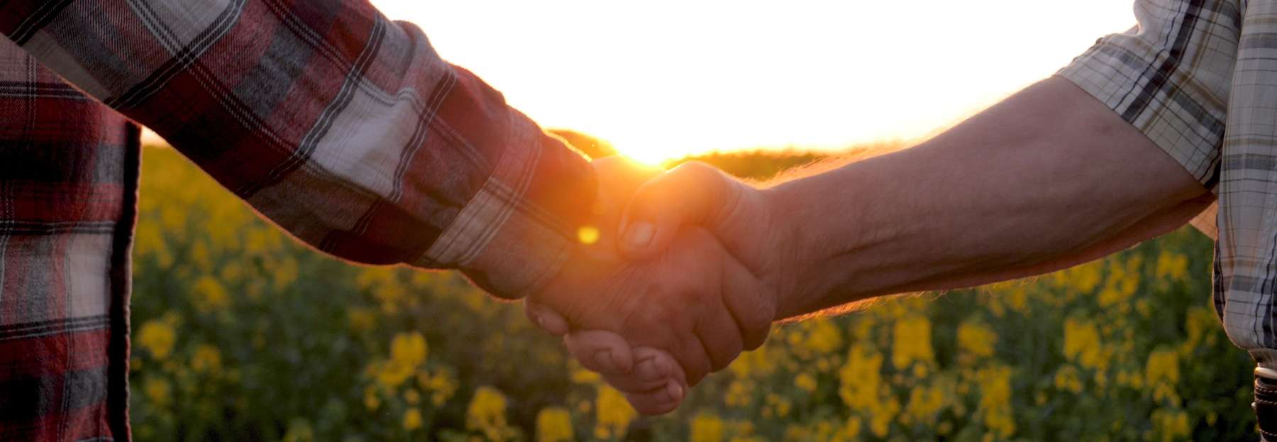 Farmers Shake Hands on Rural Farm in Field of Flowering Rapeseed. Handshake for Conclusion Successful of Contract for Supply of Food and Products. Farmers on Plantation against Sunset. Hands Close up.jpg © stock.adobe.com