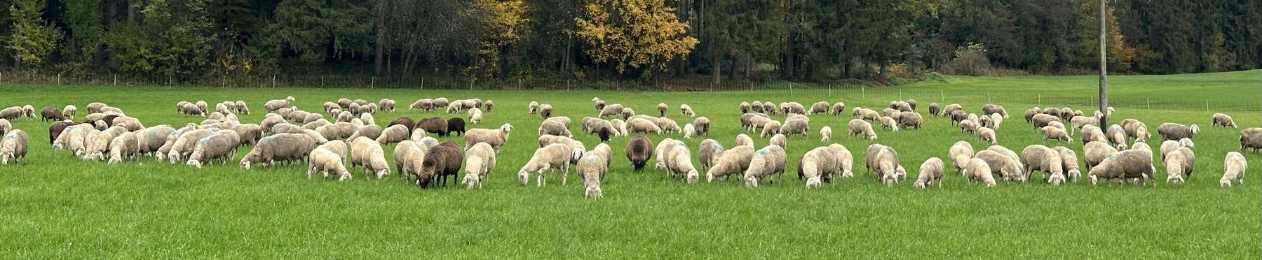 Schafe.jpg © SZZV Kärnten