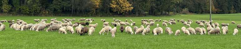 Schafe.jpg © SZZV Kärnten