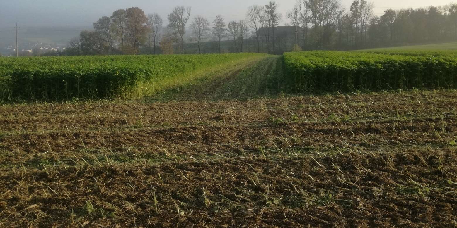 Begrünung_gehäckselt.jpg © BWSB/Wallner