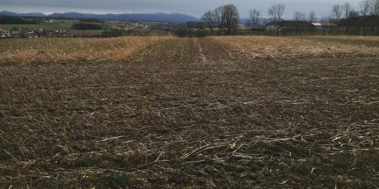 2 Begrünung gehäckselt.jpg © BWSB/Wallner