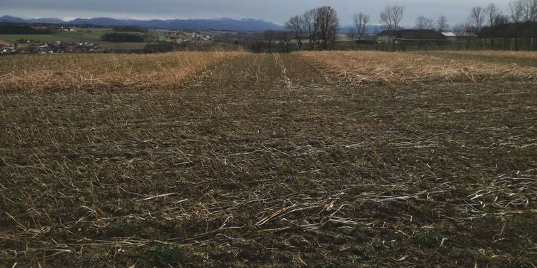 2 Begrünung gehäckselt.jpg © BWSB/Wallner