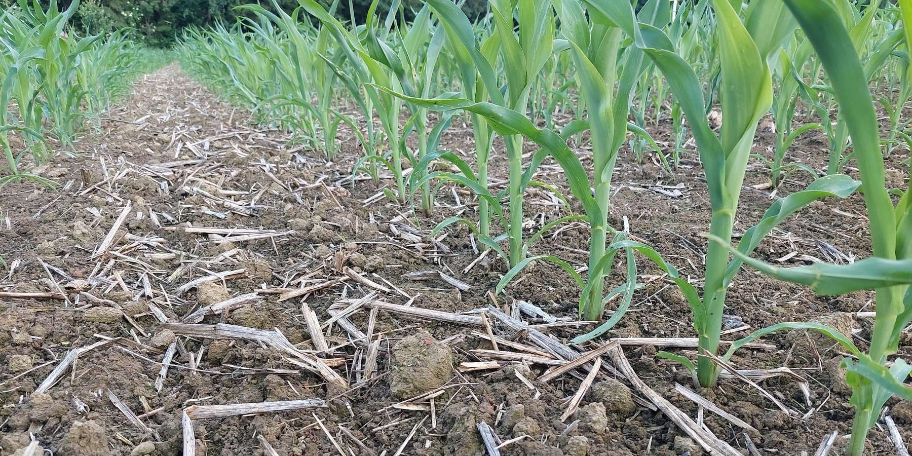 Bodenbedeckung_Schutz vor Erosion.jpg © BWSB/Wallner