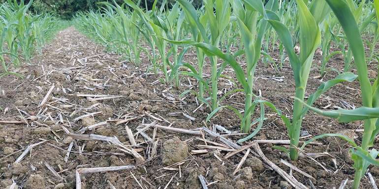 Bodenbedeckung_Schutz vor Erosion.jpg © BWSB/Wallner