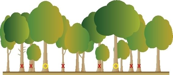 Auswahl der Zukunftsbäume in mind. 12m Abstand und Entnahme ihrer Bedränger; Zwischenbestand bleibt stehen.jpg © LK OÖ / Reh