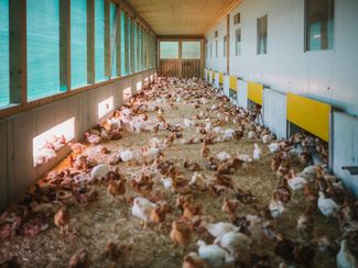 Hühner im Wintergarten © AMA-Marketing