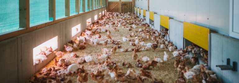 Hühner im Wintergarten © AMA-Marketing