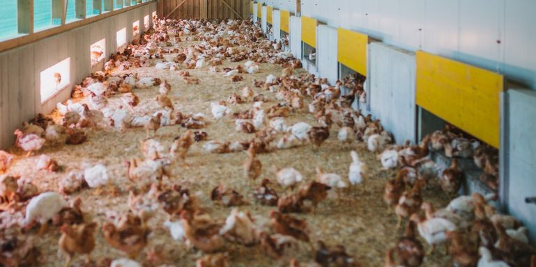 Hühner im Wintergarten © AMA-Marketing