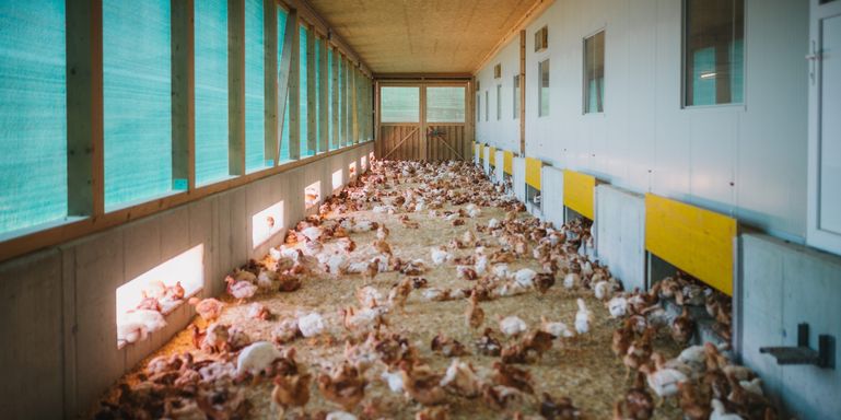 Hühner im Wintergarten © AMA-Marketing