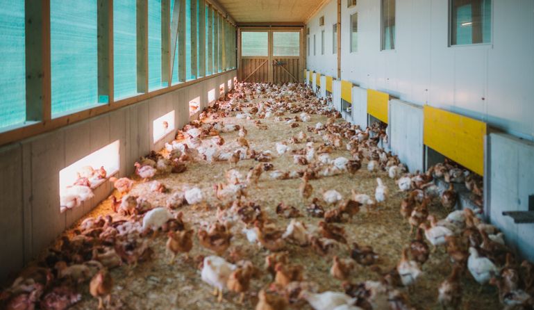 Hühner im Wintergarten © AMA-Marketing