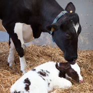 Geburt Kalb .jpg © AdobeStock