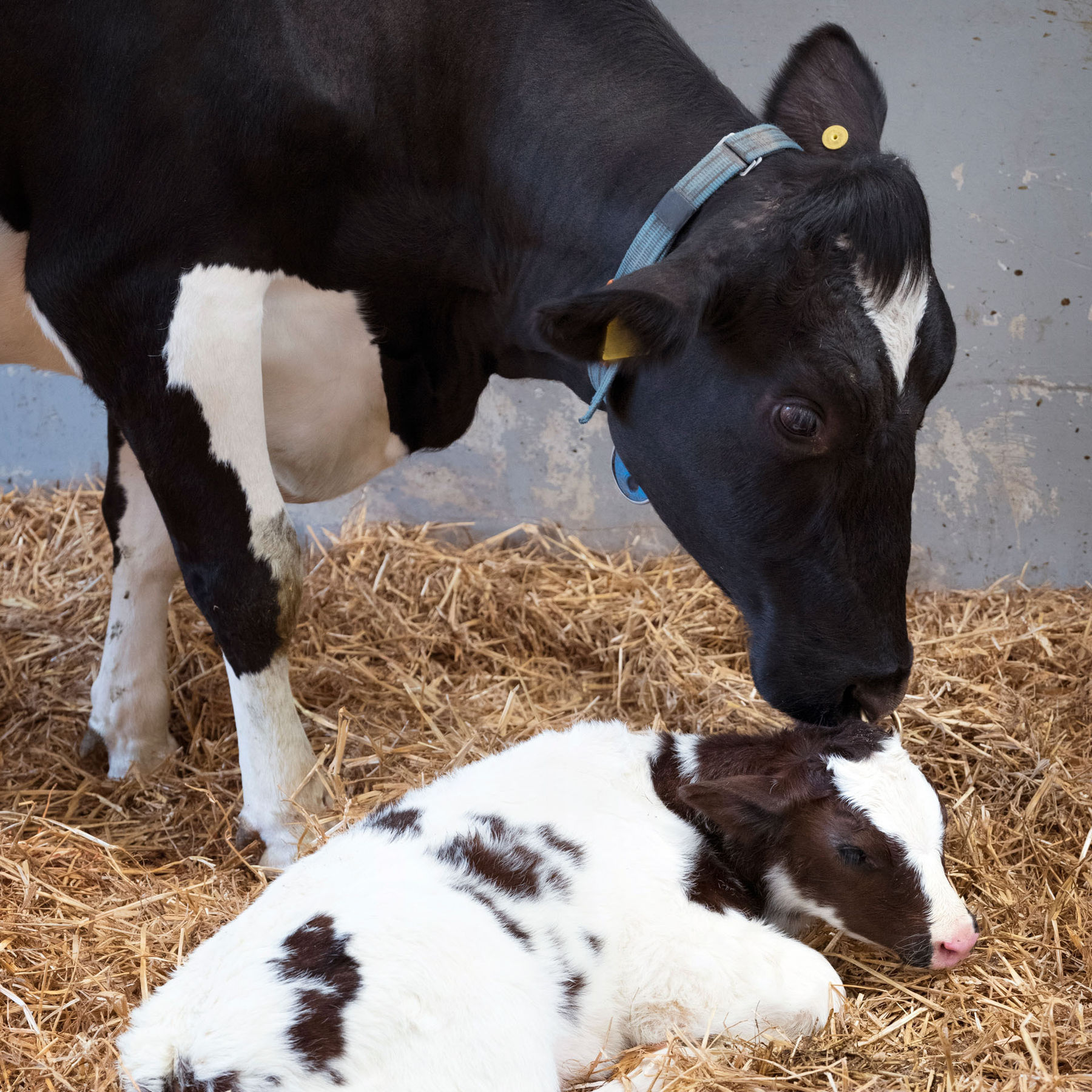Geburt Kalb .jpg © AdobeStock