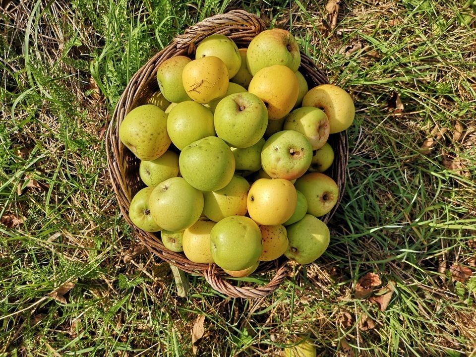 Steirische Maschanzker.jpg © LK Steiermark