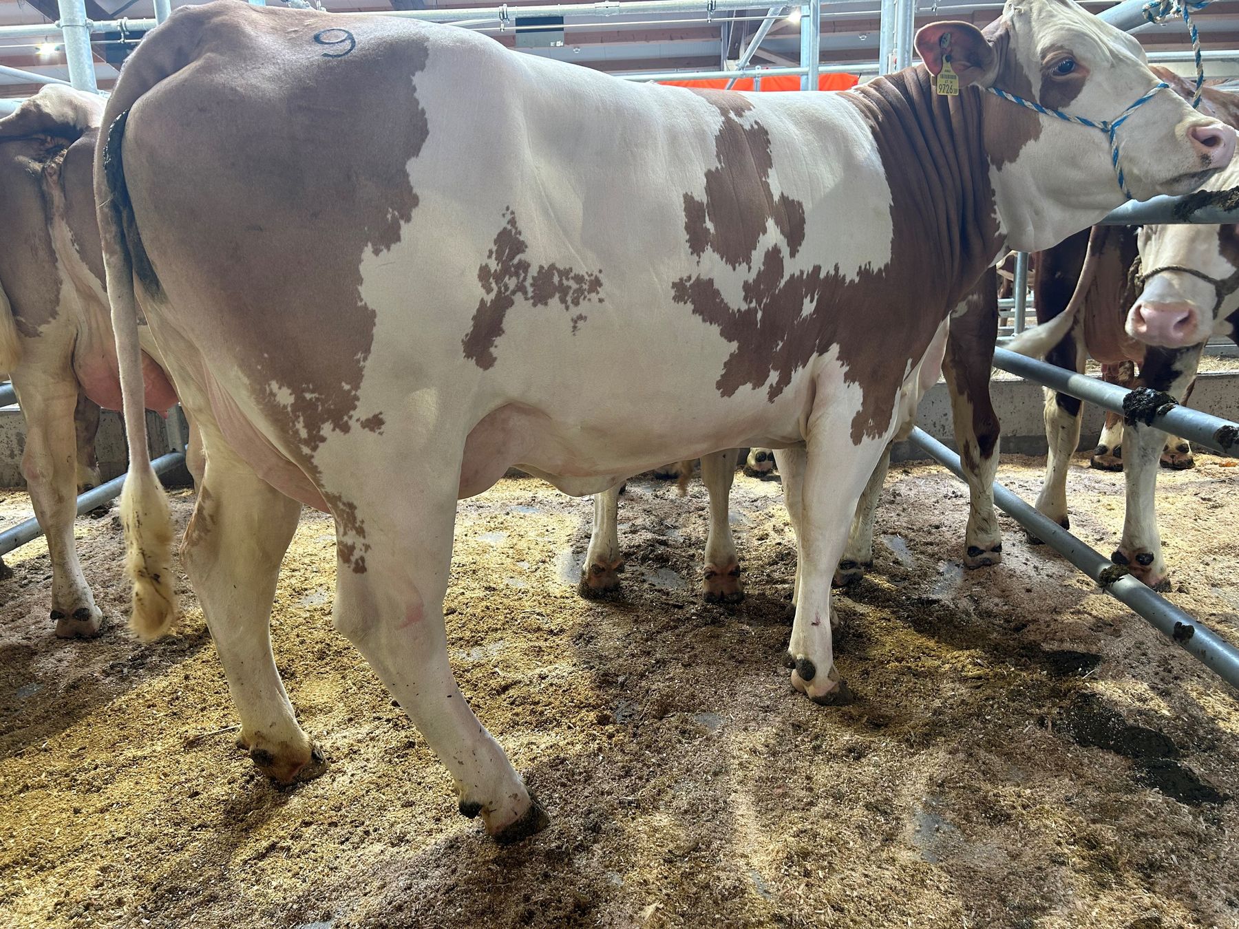 Versteigerrung RZO und RZV 11.11..jpg © RZO/Schatz