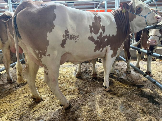 Versteigerrung RZO und RZV 11.11..jpg © RZO/Schatz