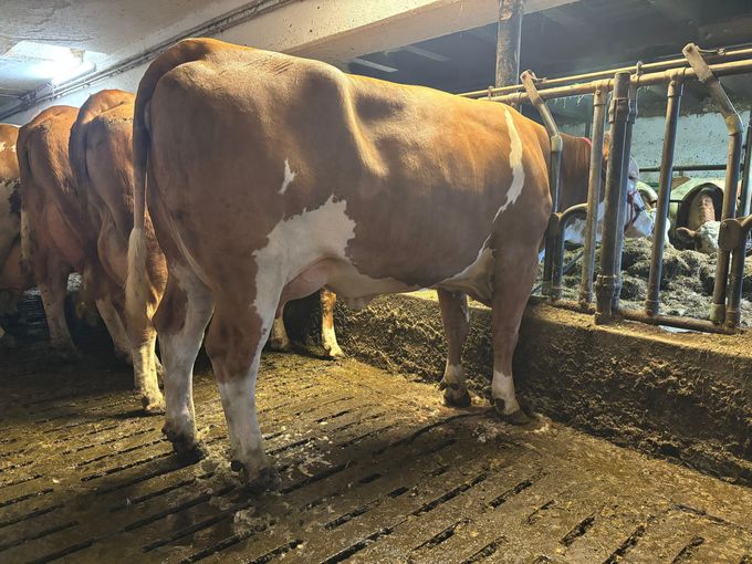 Versteigerung RZO und RZV 11.11..jpg © RZO/Wienerroither