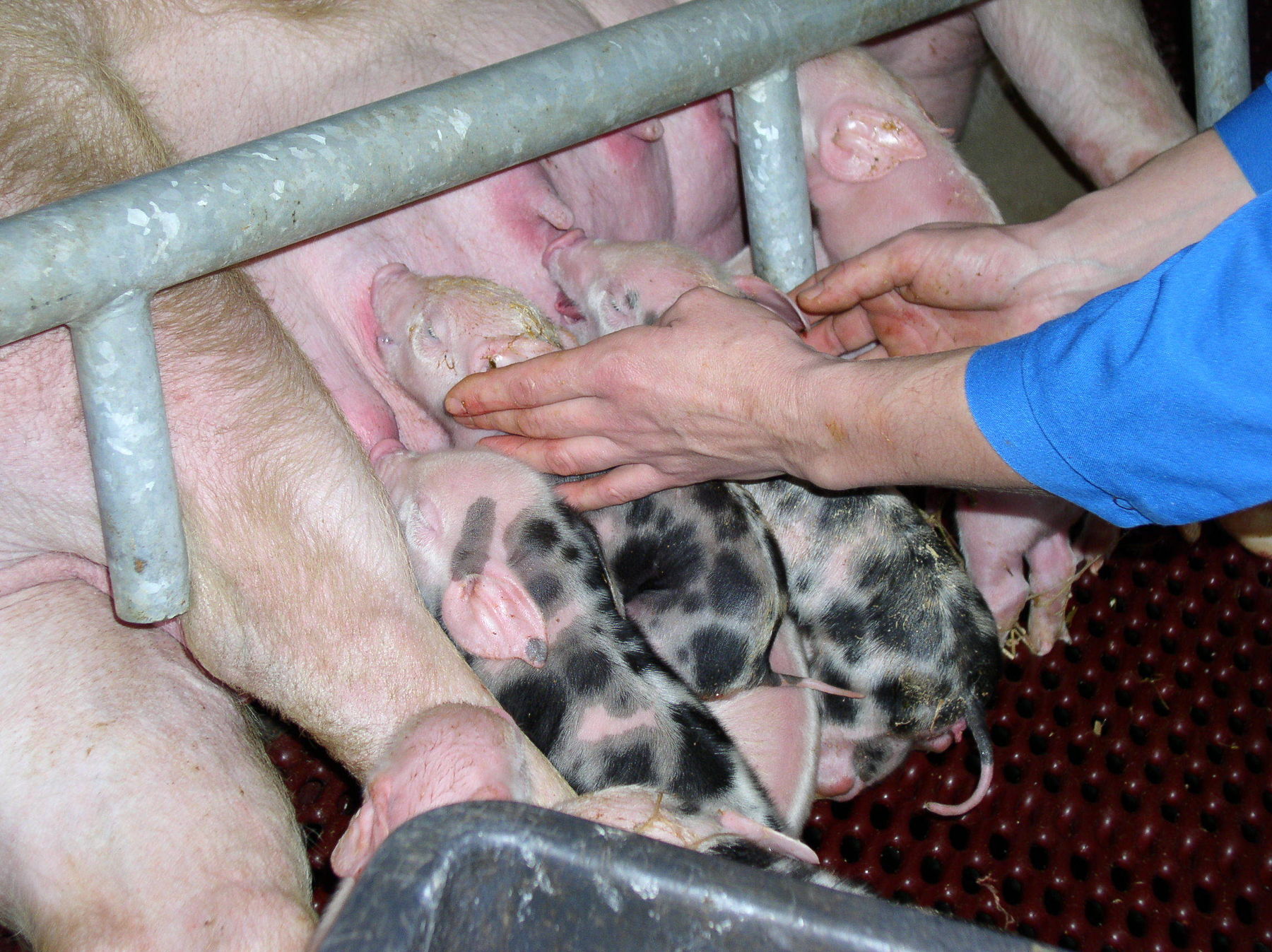 Ferkel am Gesäuge (1).jpg © BSH/Priller