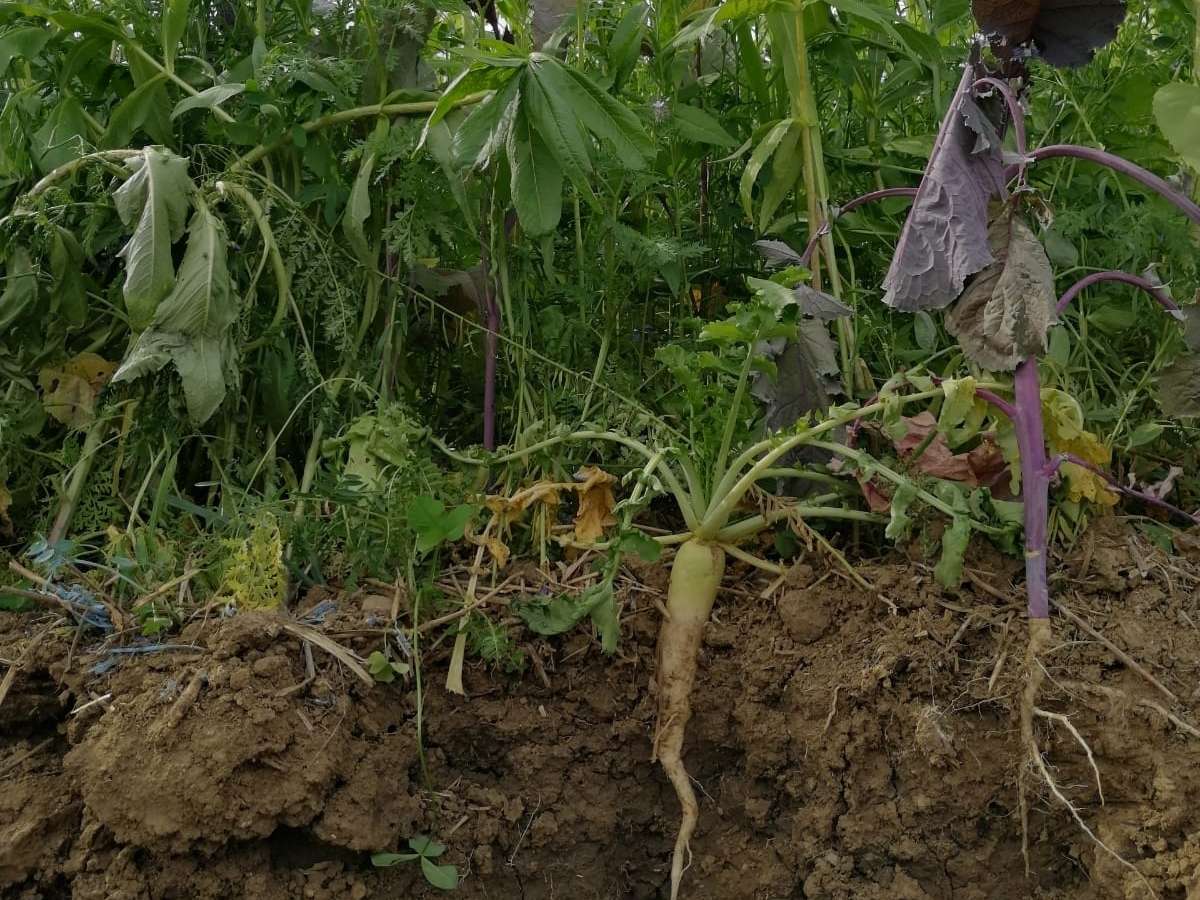 Bodenprofil © Johannes Zauner/LK Niederösterreich