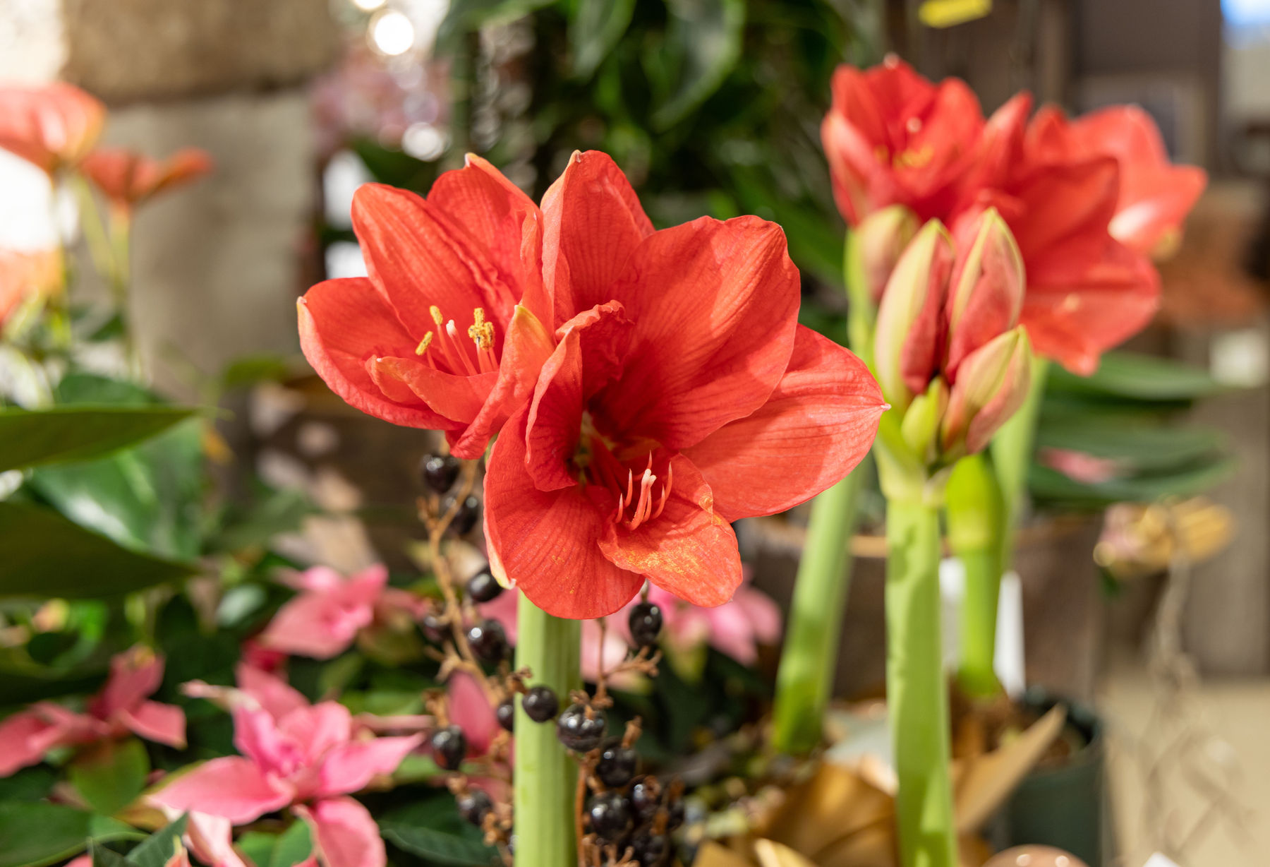 Blumenschmuck-051224026.jpg © Brunauer