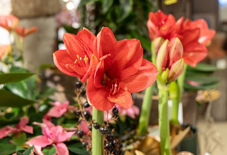 Blumenschmuck-051224026.jpg © Brunauer