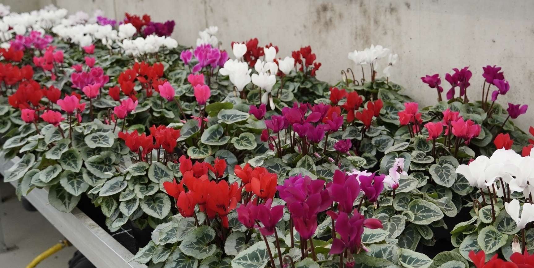 sb48_mt_cyclam.jpg © Dürnberger