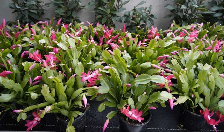 sb48_mt_kaktus.jpg © Dürnberger