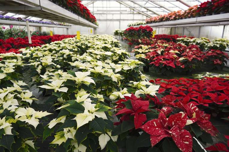 sb48_mt_stern1.jpg © Dürnberger