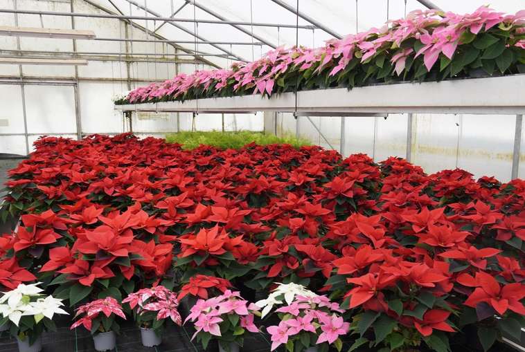 sb48_mt_weihnacht.jpg © Dürnberger