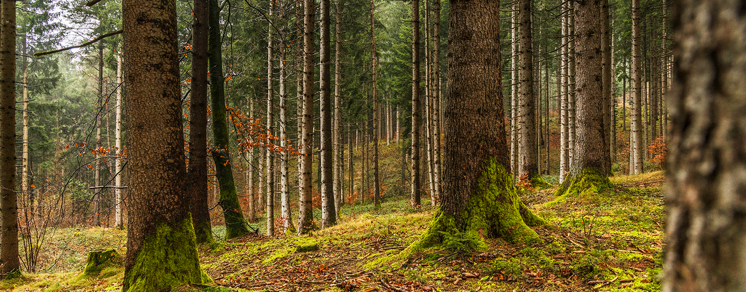 Wald (c) Michaela Koelle-0989 Kopie.png © Archiv