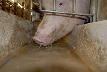 Zuchtsau am Futtertrog.jpg © Priller Hannes, BSH