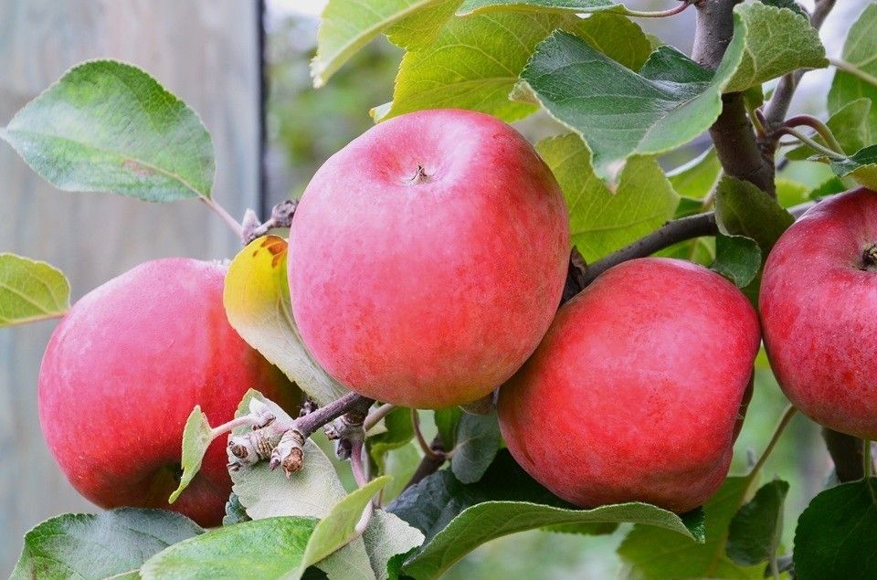 Ilzer Rosenapfel.jpg © LK Steiermark