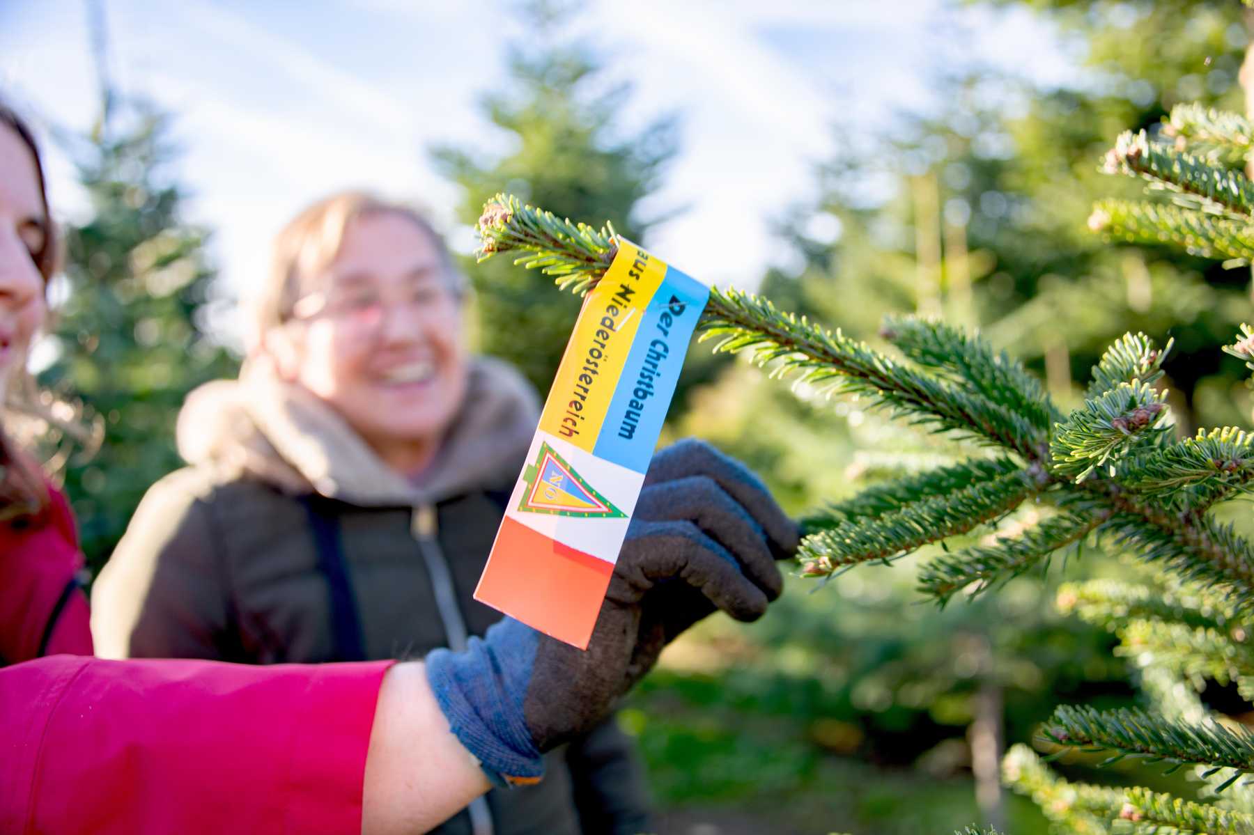 DSC_4342 Kopie.jpg © www.weihnachtsbaum.at/dielechnerei