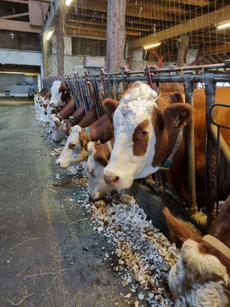 AK Milch-Lehrfahrt.jpg © Johanna Mandl/LK Niederösterreich