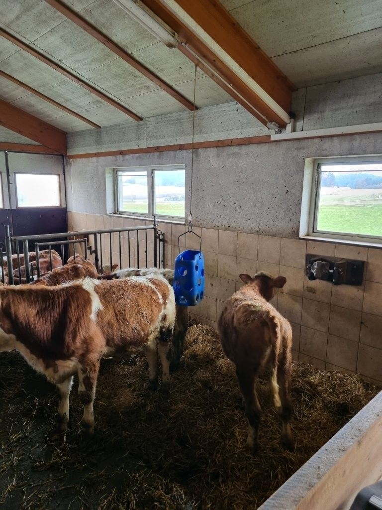 20251108_111048 (3).jpg © Staudinger