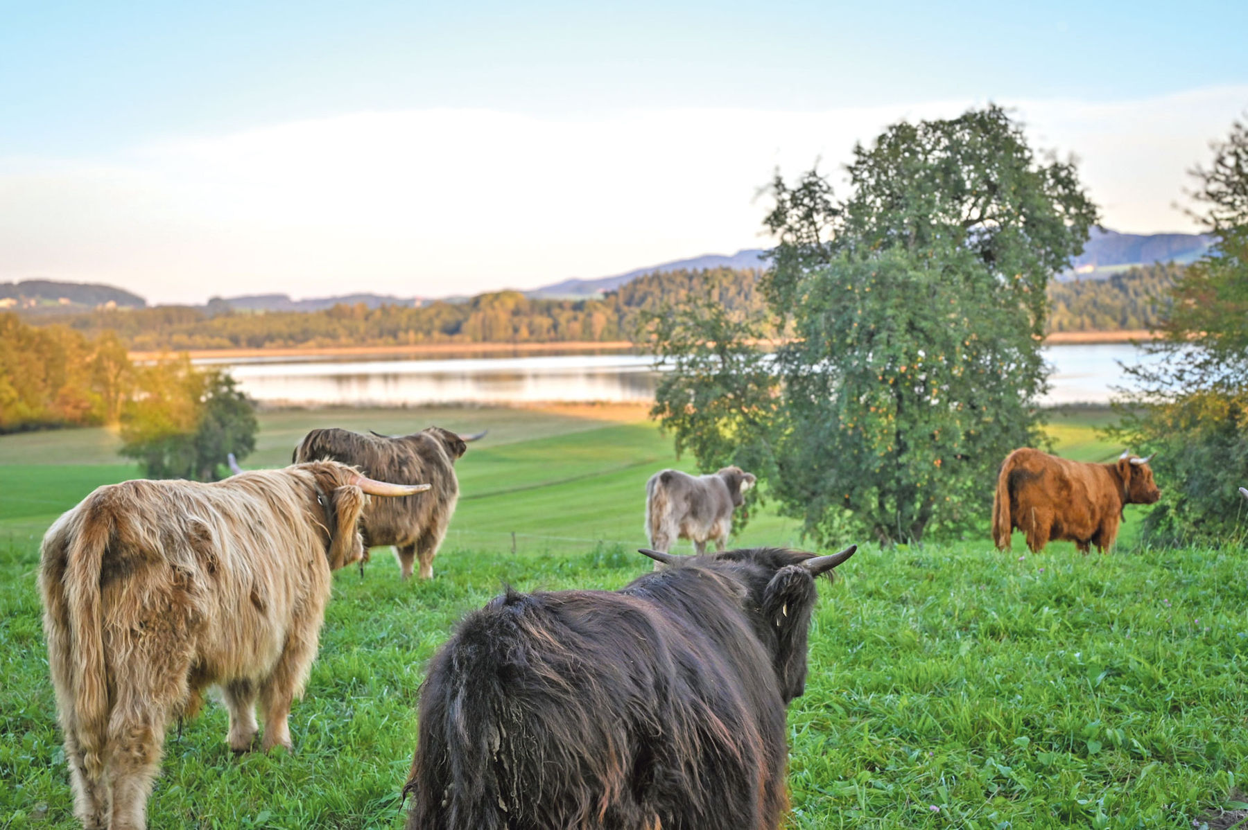 Schottischer Charme am Grabensee.jpg © Mooslechner