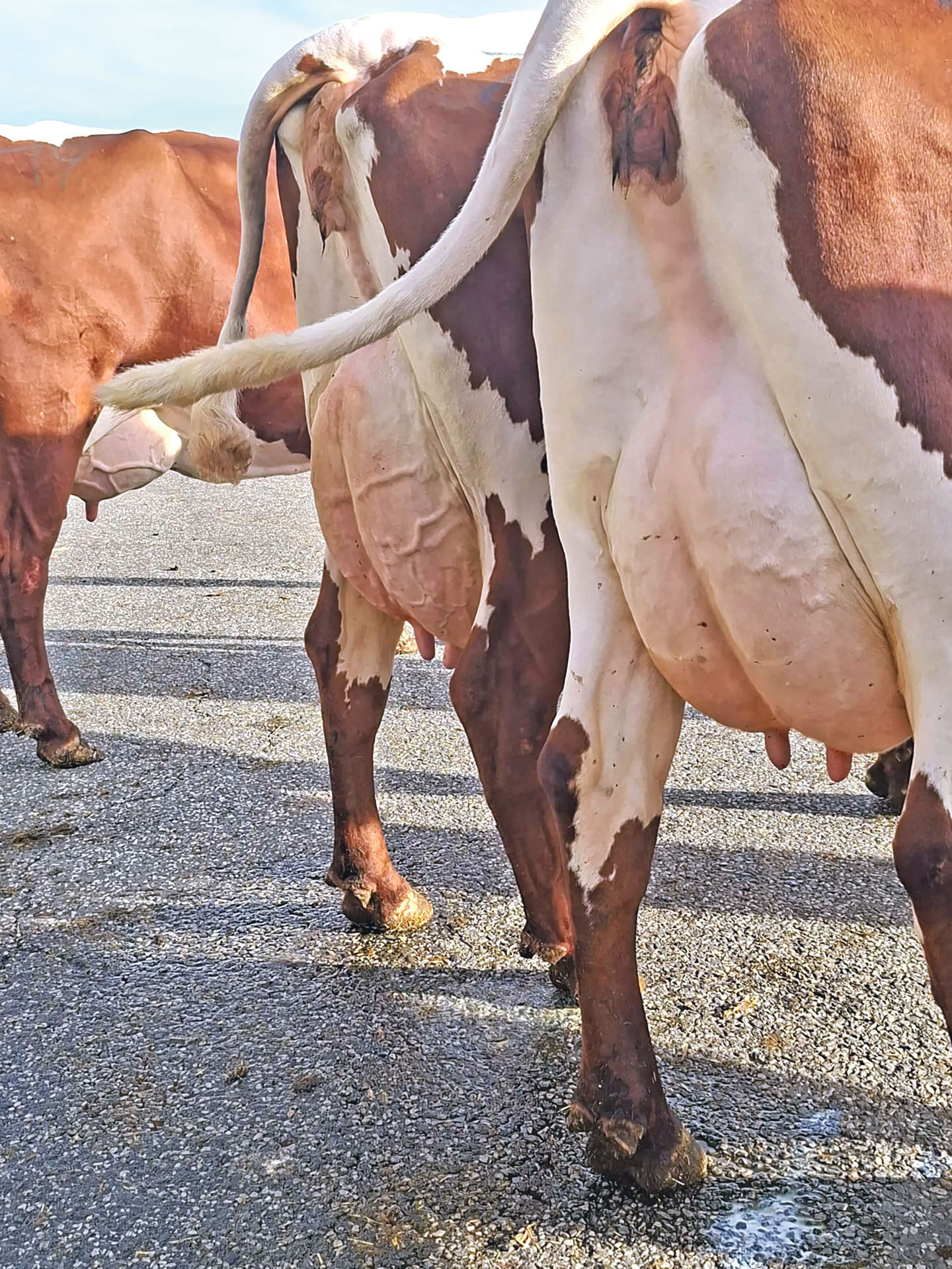 Die Kunst des Preisrichtens will gelernt sein.jpg © Kinberger/Neumayr