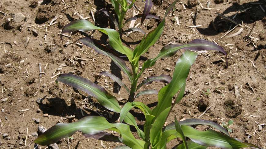 P Mangel 2 BWSB Ömer.jpg