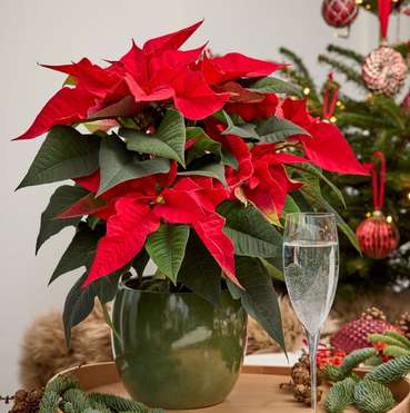 Der Weihnachtsstern - eine Pflanze mit weltweiter Symbolkraft