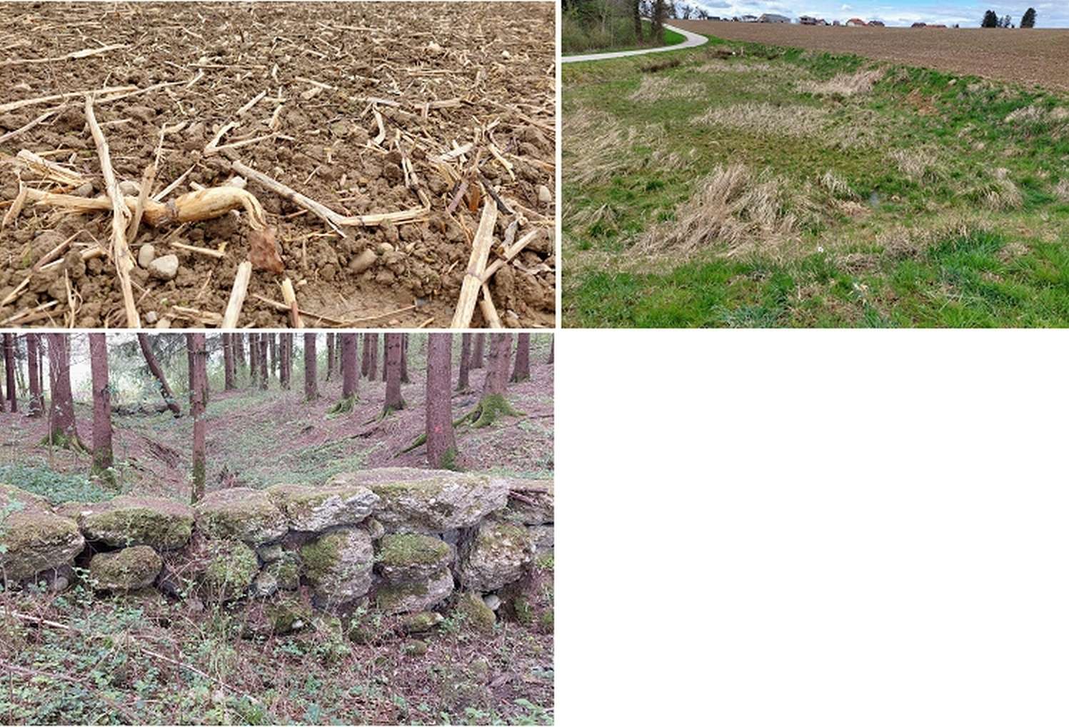 hochwertiger Zwischenfruchtanbau_Mulch- oder Direktsaat_Waldstück.jpg © BWSB/Wallner