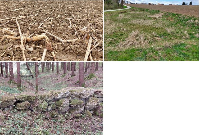 hochwertiger Zwischenfruchtanbau_Mulch- oder Direktsaat_Waldstück.jpg © BWSB/Wallner