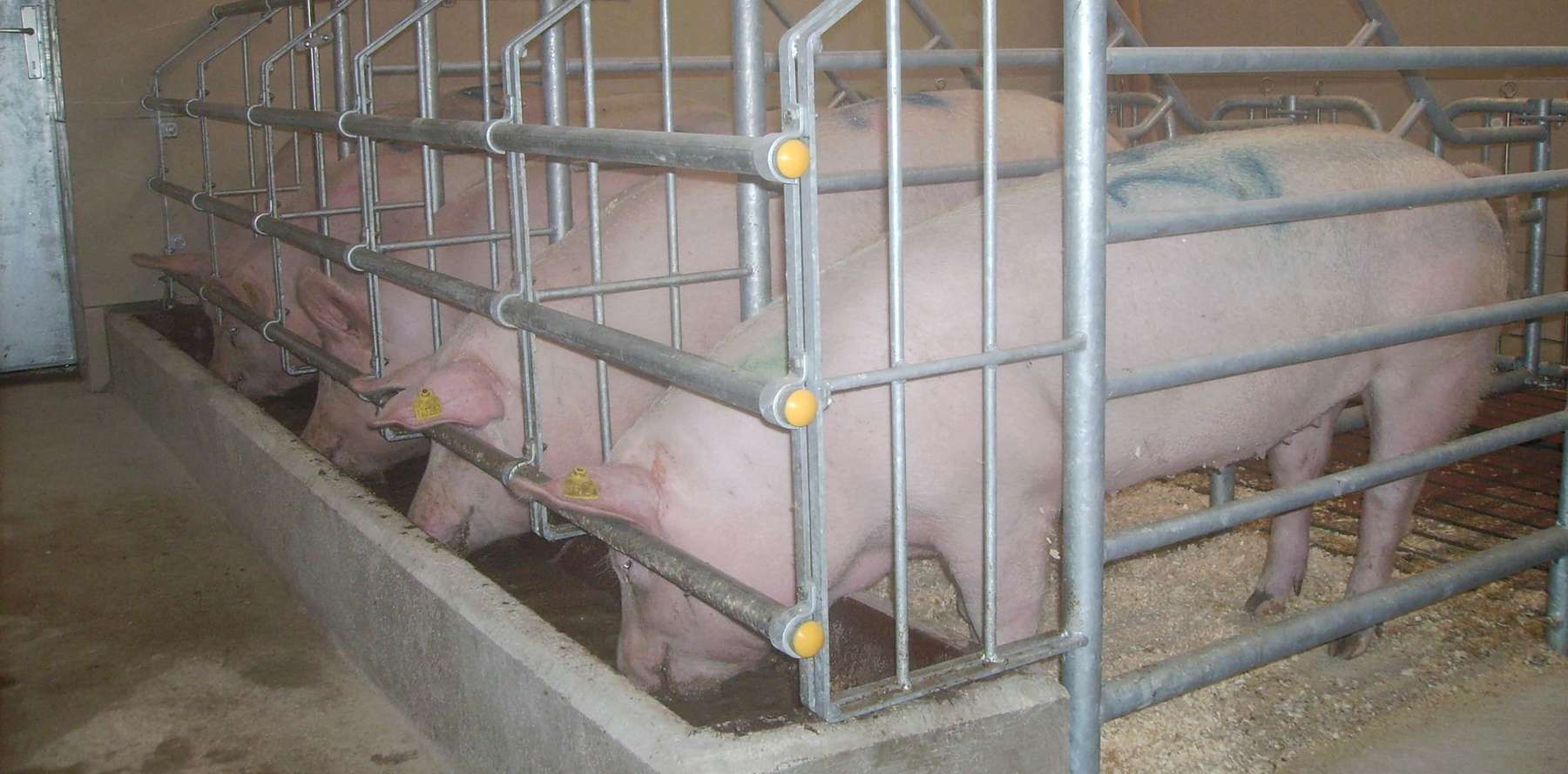 JS Foto_ Mak.jpg © LK Kärnten/Andreas Mak