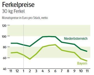 NÖ: Ausblick auf den Ferkelmarkt im Dezember 2025 © LK NÖ