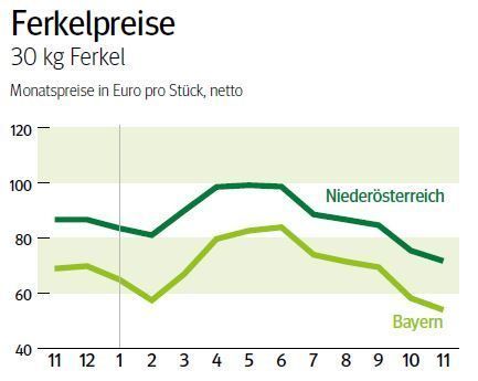 NÖ: Ausblick auf den Ferkelmarkt im Dezember 2025 © LK NÖ