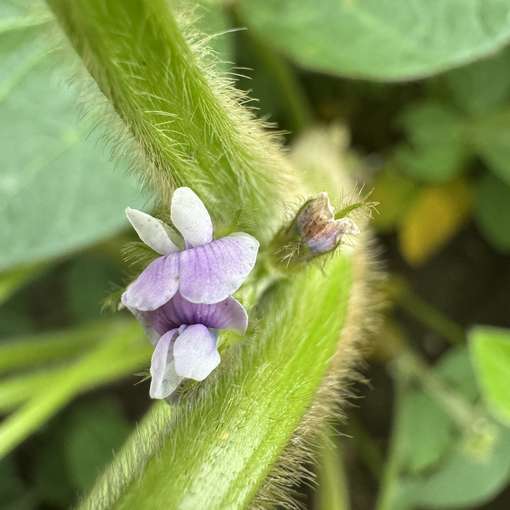 21. Juli 2025 Vollblüte.jpg © BWSB/Gerstl