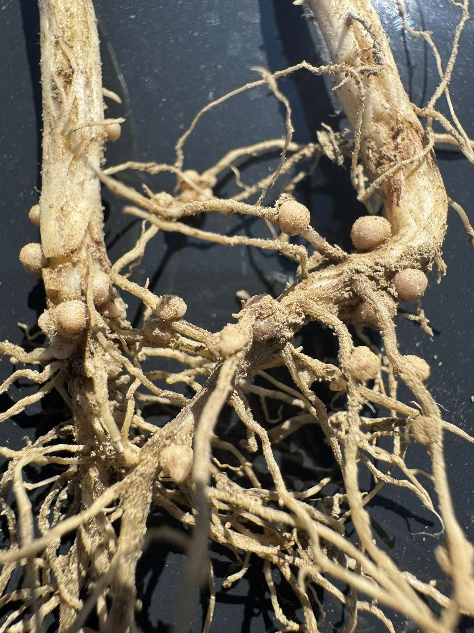 24. Juni 2025 Knöllchenbakterien perfekt ausgebildet und aktiv.jpg © BWSB/Gerstl