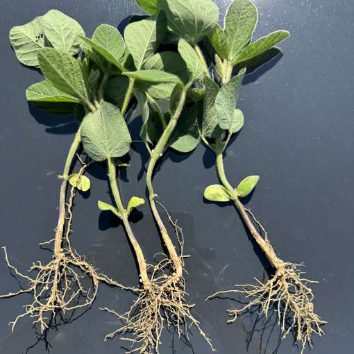 24. Juni 2025.jpg © BWSB/Gerstl