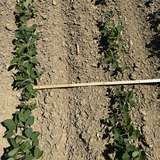 Reihenweite 50 cm_Bestand am 24. Juni 2025.jpg © BWSB/Gerstl