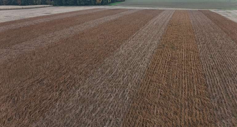 Varianten 1 bis 11 von links nach rechts vor der Ernte.jpg © BWSB/Gerstl