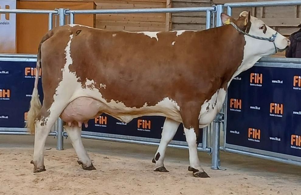 Versteigerung Ried 18.11.2025.jpg © FIH