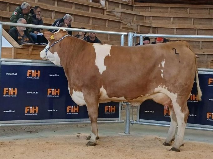 Versteigerung Ried - 18.11.#.jpg © FIH